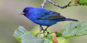 Indigo_Bunting_789