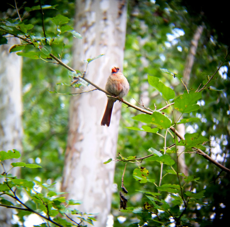 Female Cardinal