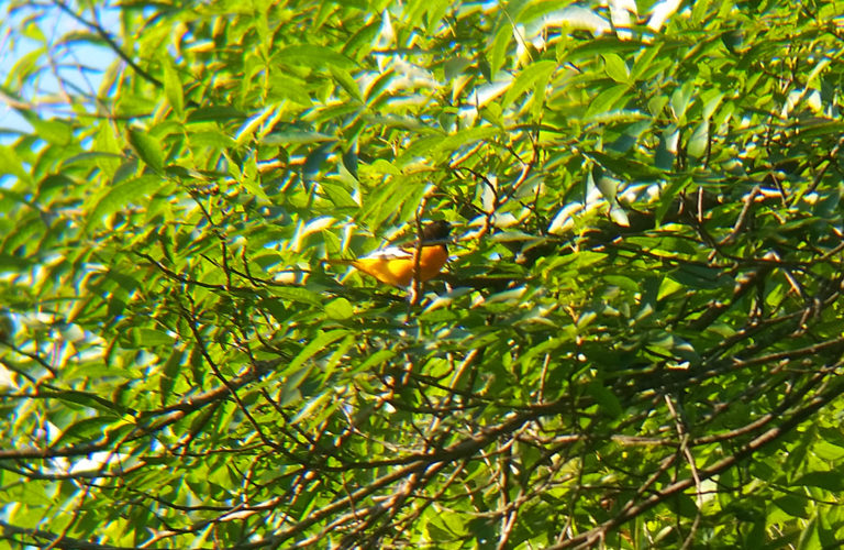 BaltimoreOriole_082716