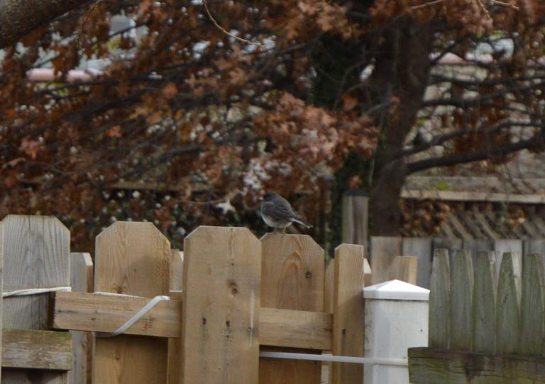 Dark-eyed Junco